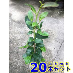 榊 苗木 【本榊 （ほんさかき） 青芽神サカキ】 根巻き 超大苗 : 苗木
