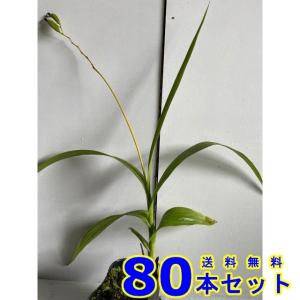 シラン (紫蘭) 10.5p 80本 グランドカ...の商品画像