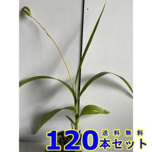 シラン (紫蘭) 10.5ｐ 120本 グランドカバー　下草　雑草予防