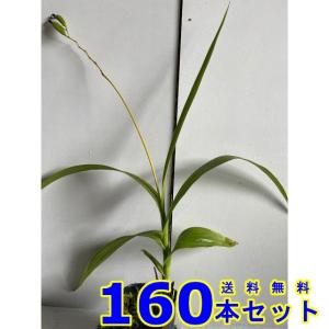 シラン (紫蘭) 10.5ｐ 160本 グランドカバー　下草　雑草予防