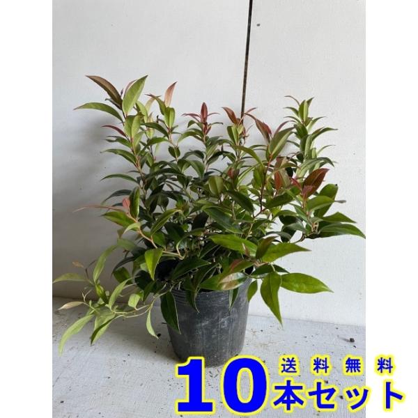 植木 セイヨウイワナンテン (西洋岩南天) 15.0ｐ 10本 樹高0.2ｍ前後 植木　苗木　シンボ...