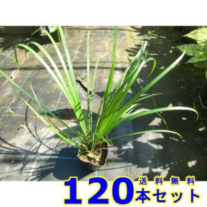 セキショウ (石菖) 10.5ｐ 120本 グランドカバー　下草　雑草予防