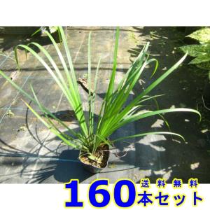 セキショウ (石菖) 10.5ｐ 160本 グランドカバー　下草　雑草予防