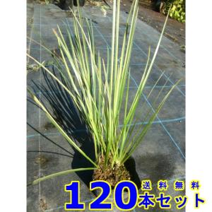 フイリセキショウ (斑入り石菖) 10.5ｐ 120本 グランドカバー　下草　雑草予防