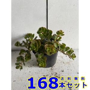 マルバマンネングサ (セダム) 9.0ｐ 168本 グランドカバー　下草　雑草予防