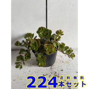 マルバマンネングサ (セダム) 9.0ｐ 224本 グランドカバー　下草　雑草予防