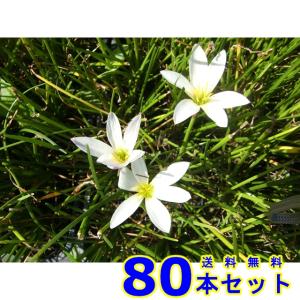 タマスダレ (玉簾) 9.0ｐ 80本 グランドカバー　下草　雑草予防