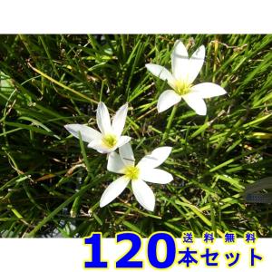 タマスダレ (玉簾) 9.0ｐ 120本 グランドカバー　下草　雑草予防
