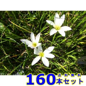 タマスダレ (玉簾) 9.0ｐ 160本 グランドカバー　下草　雑草予防