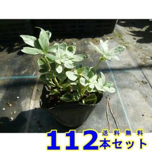 フイリフッキソウ (斑入り富貴草) 9.0ｐ 112本 グランドカバー　下草　雑草予防