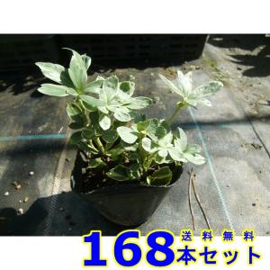 フイリフッキソウ (斑入り富貴草) 9.0ｐ 168本 グランドカバー　下草　雑草予防