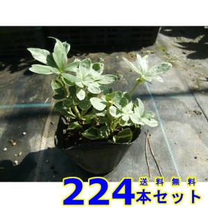 フイリフッキソウ (斑入り富貴草) 9.0ｐ 224本 グランドカバー　下草　雑草予防