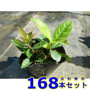 ヤブコウジ (藪柑子　十両) 9.0ｐ 168本 グランドカバー　下草　雑草予防