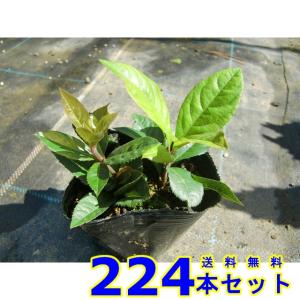 ヤブコウジ (藪柑子　十両) 9.0ｐ 224本 グランドカバー　下草　雑草予防