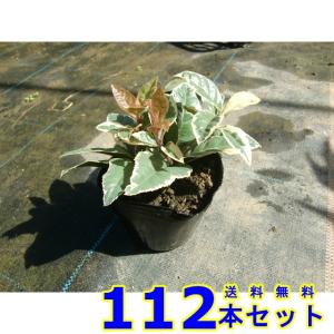 フイリヤブコウジ (斑入り藪柑子　十両) 9.0ｐ 112本 グランドカバー　下草　雑草予防