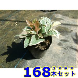 フイリヤブコウジ (斑入り藪柑子　十両) 9.0ｐ 168本 グランドカバー　下草　雑草予防