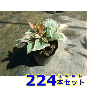 フイリヤブコウジ (斑入り藪柑子　十両) 9.0ｐ 224本 グランドカバー　下草　雑草予防