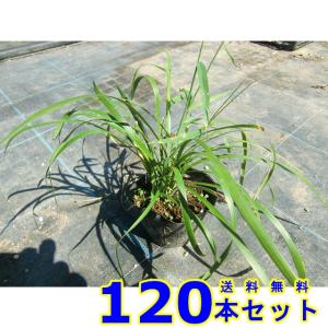 ヤブラン (藪蘭　リリオペ) 10.5ｐ 120本 グランドカバー　下草　雑草予防
