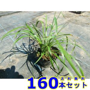 ヤブラン (藪蘭　リリオペ) 10.5ｐ 160本 グランドカバー　下草　雑草予防