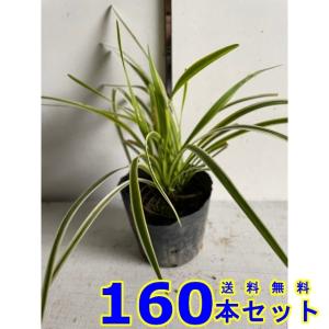 フイリヤブラン (斑入りヤブラン　リリオペ) 10.5ｐ 160本 グランドカバー　下草　雑草予防