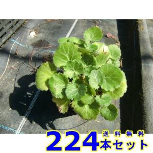 ユキノシタ (雪の下) 9.0ｐ 224本 グランドカバー　下草　雑草予防