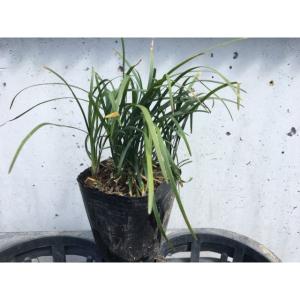 リュウノヒゲ (竜の髯) 9.0ｐ 1本 グランドカバー　下草　雑草予防