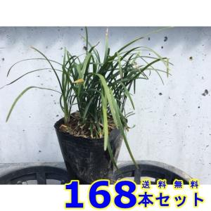 リュウノヒゲ (竜の髯) 9.0ｐ 168本 グランドカバー　下草　雑草予防