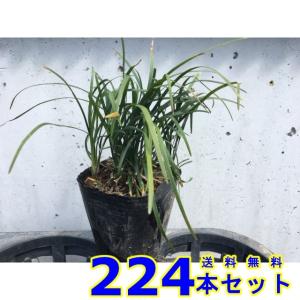 リュウノヒゲ (竜の髯) 9.0ｐ 224本 グランドカバー　下草　雑草予防