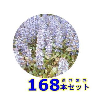 アジュガ (多年草) 9.0ｐ 168本 グランドカバー　下草　雑草予防