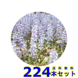アジュガ (多年草) 9.0ｐ 224本 グランドカバー　下草　雑草予防