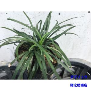 タマリュウ (玉竜) 7.5p 1本 グランド...の詳細画像1