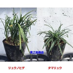 タマリュウ (玉竜) 7.5p 1本 グランド...の詳細画像3