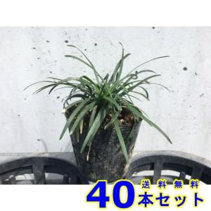 タマリュウ (玉竜) 7.5ｐ 40本 グランドカバー　下草　雑草予防