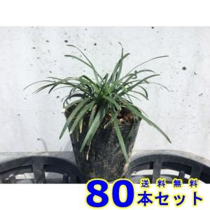 タマリュウ (玉竜) 7.5ｐ 80本 グランドカバー　下草　雑草予防
