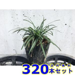 タマリュウ (玉竜) 7.5ｐ 320本 グランドカバー　下草　雑草予防