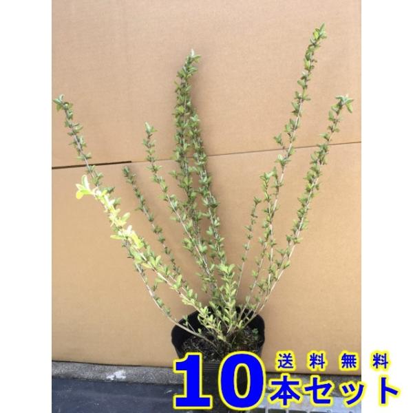 植木 ハクチョウゲ　白花 (白丁花)  15.0ｐ          10本      樹高0.3ｍ...