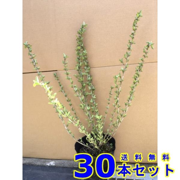 植木 ハクチョウゲ　白花 (白丁花)  15.0ｐ          30本      樹高0.3ｍ...