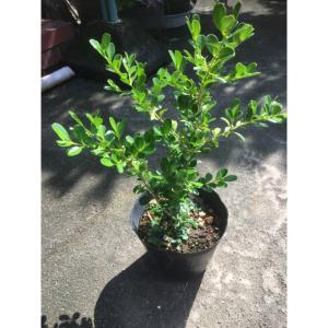 リュウカデンドロン サファリマジック（鉢植え） リューカデンドロン