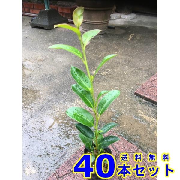 植木 サカキ (榊　青芽)  9.0ｐ          40本      樹高0.3ｍ前後   9...