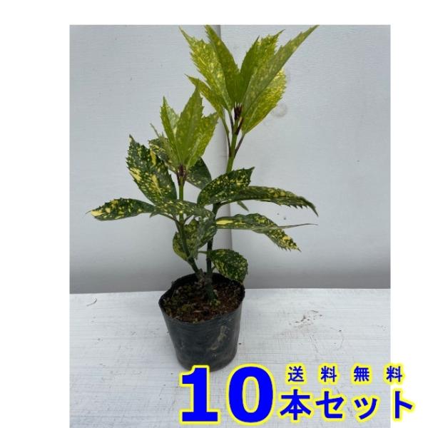 植木 フイリアオキ (斑入りアオキ)  10.5ｐ          10本      樹高0.2ｍ...