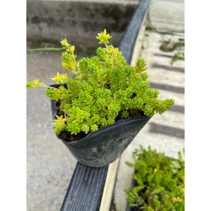 多肉植物　セダム　モリムラマンネングサ　森村万年草　100カット グランドカバー セダム モリムラマンネングサ (多肉植物 森村万年草