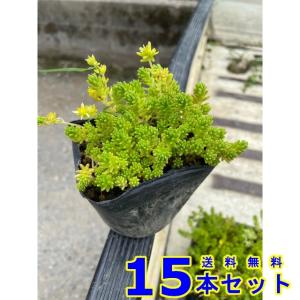 タイム ロンギカウリス ハーブ / 9.0cmポット （56本セット）（送料