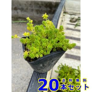グランドカバー セダム モリムラマンネングサ (多肉植物 森村万年草