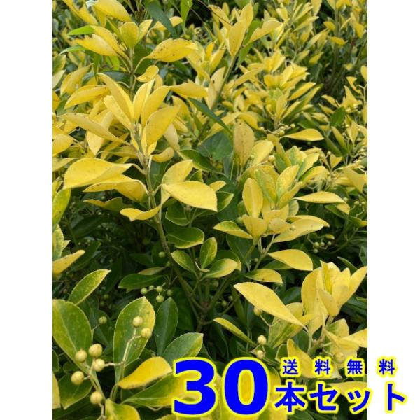 植木 生垣　オウゴンマサキ (黄金マサキ)  15.0ｐ          30本      樹高0...