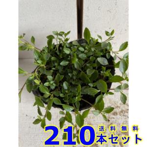 メカルドニア (黄色花) 9.0p 210本 グ...の商品画像