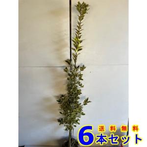 斑入りマサキ その他苗木 植木 の商品一覧 苗木 植木 花 ガーデニング 通販 Yahoo ショッピング