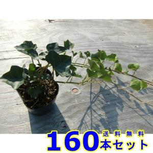 ヘデラヘリックス (セイヨウキヅタ・アイビー) 10.5ｐ 160本 グランドカバー　下草　雑草予防