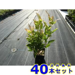 下草 セットの商品一覧 通販 Yahoo ショッピング