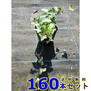 ヘデラヘリックス グレーシャー (斑入りセイヨウキヅタ・アイビー) 10.5ｐ 160本 グランドカバー　下草　雑草予防
