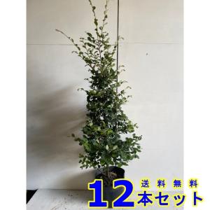 植木 トキワマンサク　青葉白花 (シロバナ)  18.0ｐ          12本      樹高1.2ｍ前後   18.0ｐ｜inosukesyouten